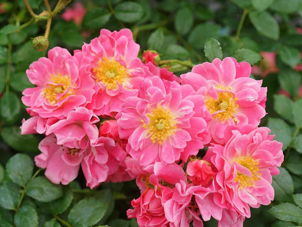 Oso Easy® Double Pink — American Rose Trials for Sustainability®